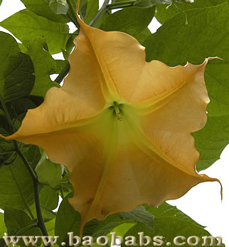 Brugmansia aurea